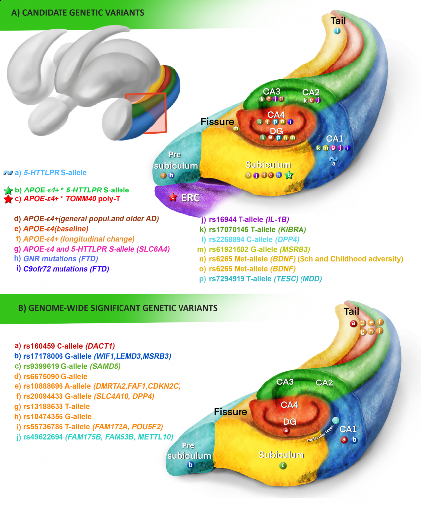 Uncovering the characterization of hippocampal subfields